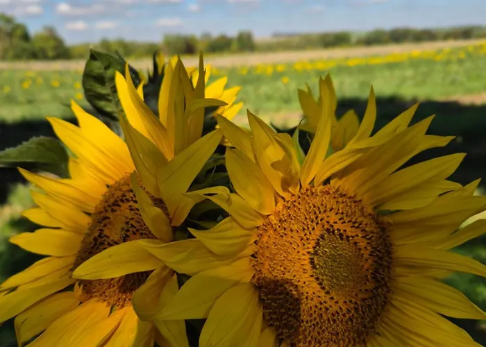 Tinyhaus Wolkenlos Familie Hamdorf Appartement Bad Sulza