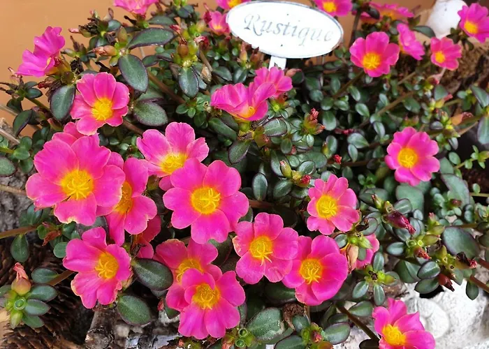 Tinyhaus Wolkenlos Familie Hamdorf Appartement Bad Sulza